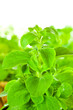 Stevia