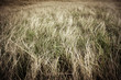 Photo: pasture with dry grass pasture with dry grass
