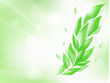 leaves on the background of the sun