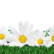 oxeye daisies on the grass