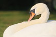 Schwan-19505b1