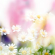beautiful flowers made with color filters