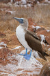 Galapagos blue-footed booby