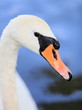Schwan-18676b1