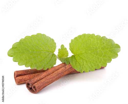 Photo: Cinnamon sticks and fresh mint leaf Cinnamon sticks and fresh mint leaf