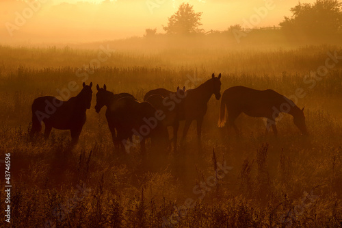 Photo: Konie o świcie Konie o świcie
