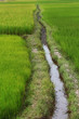 Photo: Green rice paddy field with irrigation canal Green rice paddy field with irrigation canal