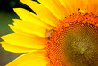 Bee on a Sunflower