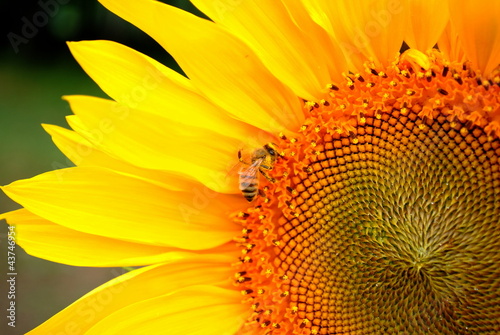 Photo: Bee on a Sunflower Bee on a Sunflower