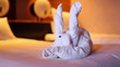Video: Towel Rabbit Towel Rabbit