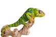 Colorful chameleon
