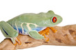 Red eyed tree frog