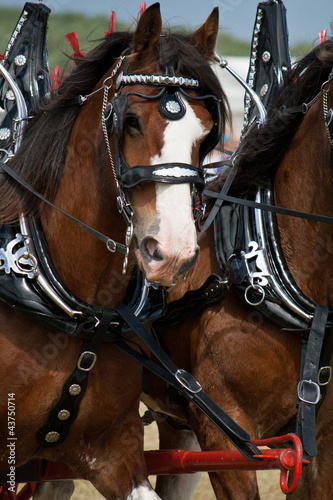 Photo: Clydesdale horse Clydesdale horse