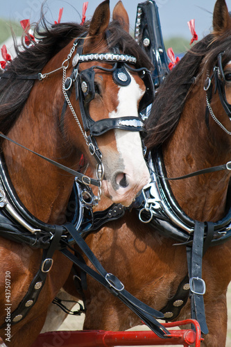 Photo: Clydesdale horse Clydesdale horse
