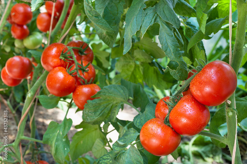 Photo: Growth tomato Growth tomato