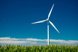 Foto: wind turbine in a corn field wind turbine in a corn field