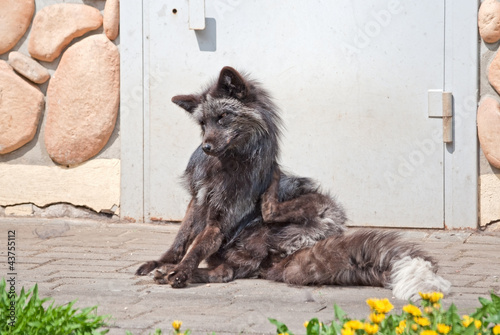 Photo: A silver fox (V. Vulpes) scratches itself A silver fox (V. Vulpes) scratches itself