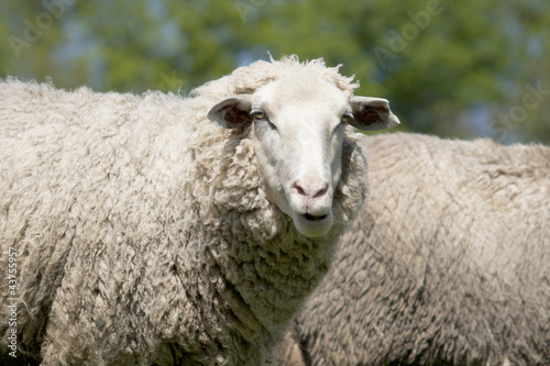 Photo: white sheep (ovis aries) white sheep (ovis aries)