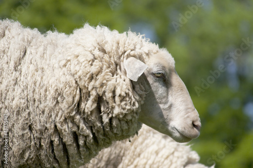 Photo: white sheep (ovis aries) white sheep (ovis aries)