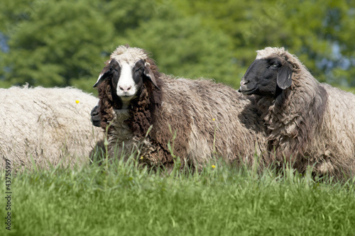 Photo: group of sheep (ovis aries) group of sheep (ovis aries)