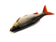 rudd (Scardinius erythrophthalmus)