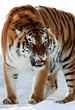 Photo: Siberian Tiger Growling Siberian Tiger Growling