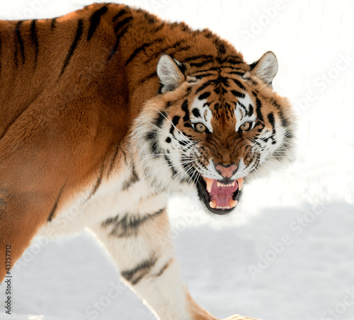 Photo: Siberian Tiger Growling Siberian Tiger Growling