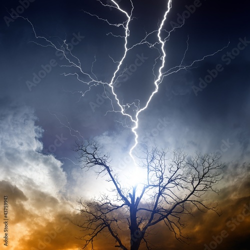 Foto: Tree struck by lightning Tree struck by lightning