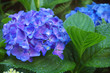 Fleurs d’Hortensia