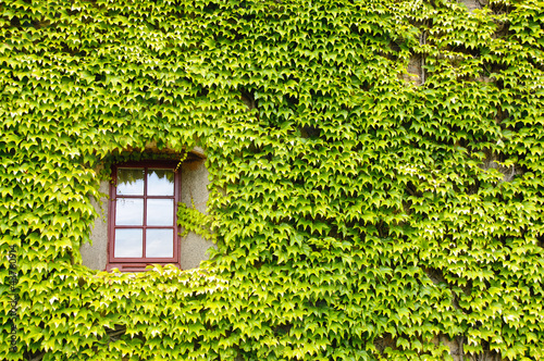 Photo: Ivy covered wall and window Ivy covered wall and window