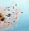 Abflug: Flugschirme der Pusteblume beim Start