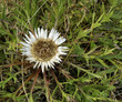Photo: Silver Thistle Silver Thistle