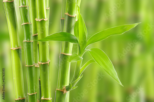 Fototapeta bamboo