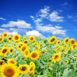 Sonnenblumen
