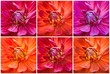 Bunte Dahlien Collage