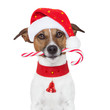 christmas dog