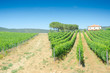 Photo: Vineyard on a bright summer day Vineyard on a bright summer day
