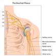 Brachial plexus nerve network, eps10