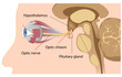 Pituitary gland and optic chiasm, eps10
