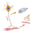 Motor neuron with myelin and synapse, eps10