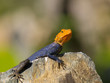 Gecko