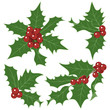 Vector: Christmas holly isolated on white background Christmas holly isolated on white background