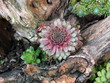 Kaktusblüte in einem als Pflanzschale genutzten Baumstamm