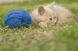 tired pussy