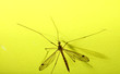 daddy long legs, mosquito nephrotoma scalaris