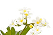 White frangipani on white background