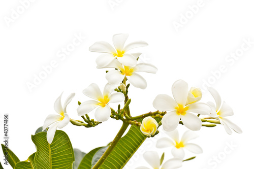 Photo: White frangipani on white background White frangipani on white background