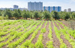 seedbeds in urban garden
