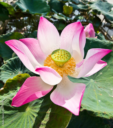 Photo: pink water lily in pond pink water lily in pond