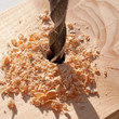 Holzbohrer